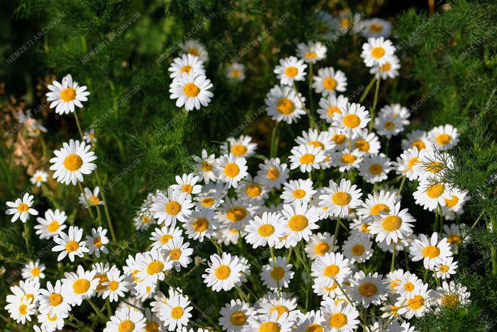 Természet - Hortobágy - Vadvirágok