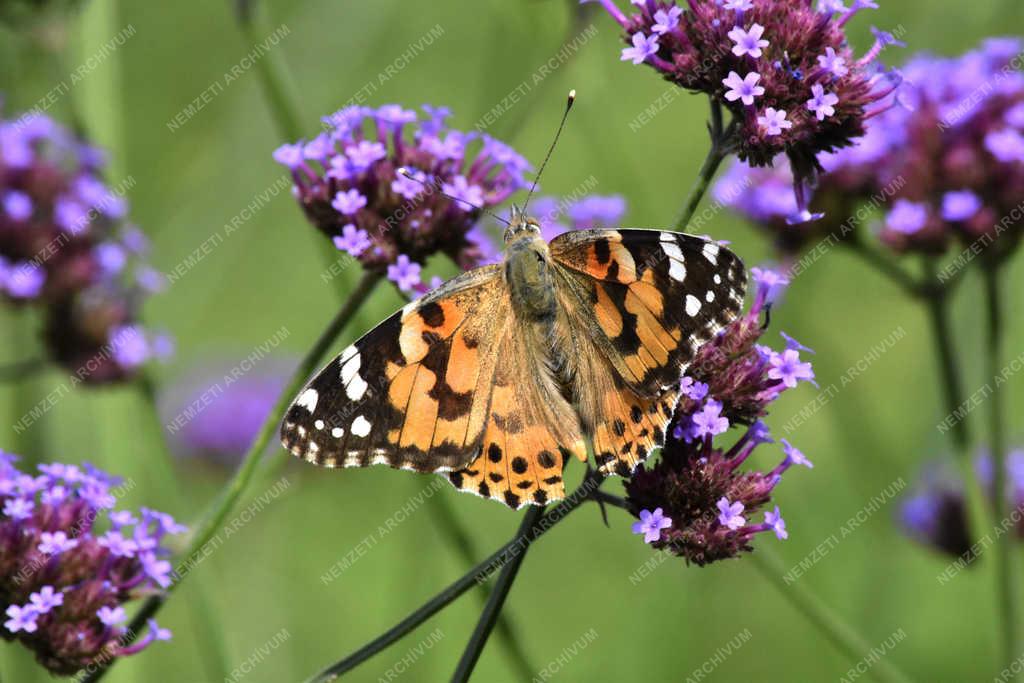 Természet - Budapest -  Bogáncslepke