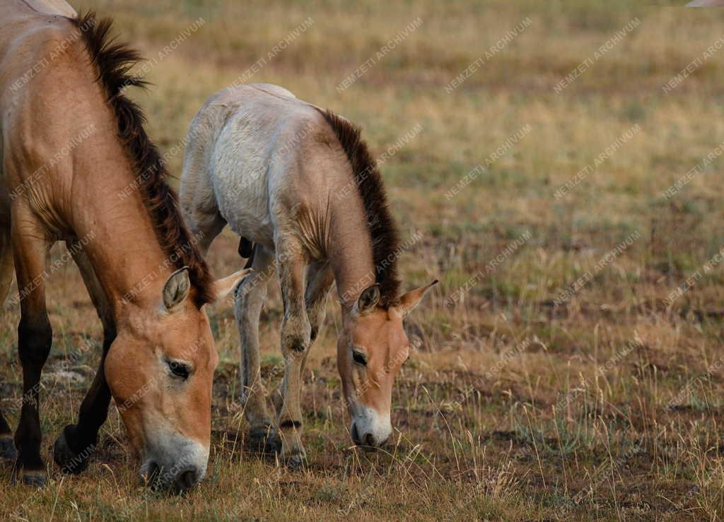 Mezőgazdaság - Állatvédelem - Przewalski-lovak a Hortobágyon