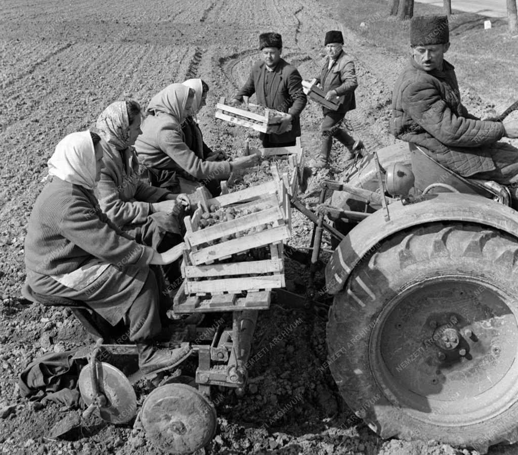 Mezőgazdaság - Dunapataji Petőfi Termelőszövetkezet