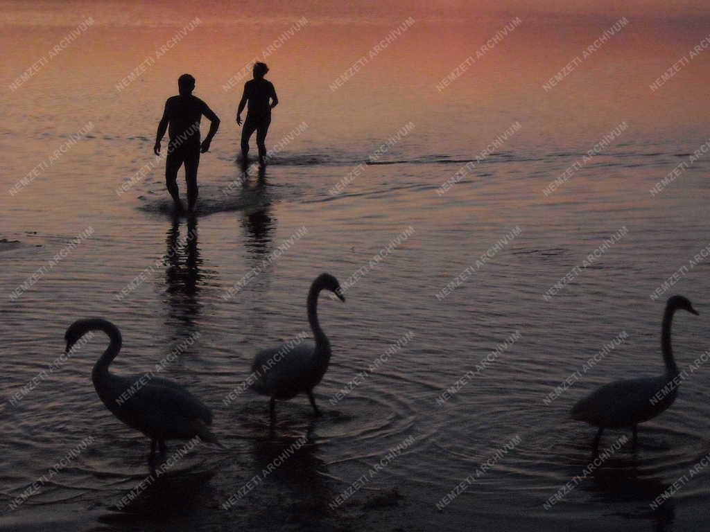 Természet - A Balaton alacsony vízállásnál