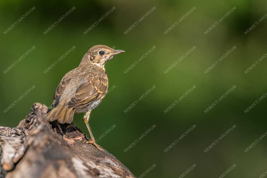 Természet - Tiszaalpár - Énekes rigó 