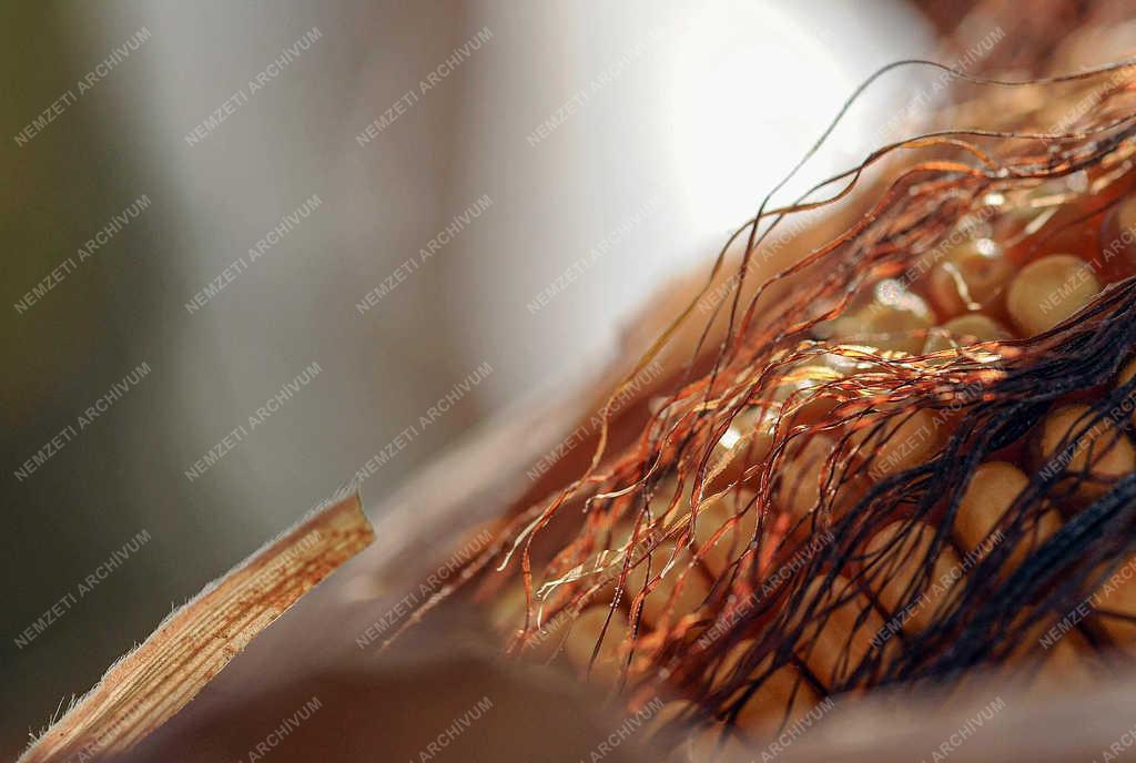 Mezőgazdaság - Debrecen - Beérett a kukorica