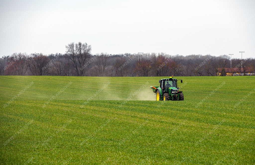 Mezőgazdaság - Műtrágyázzák a búza és a rozs hibridet Debrecennél