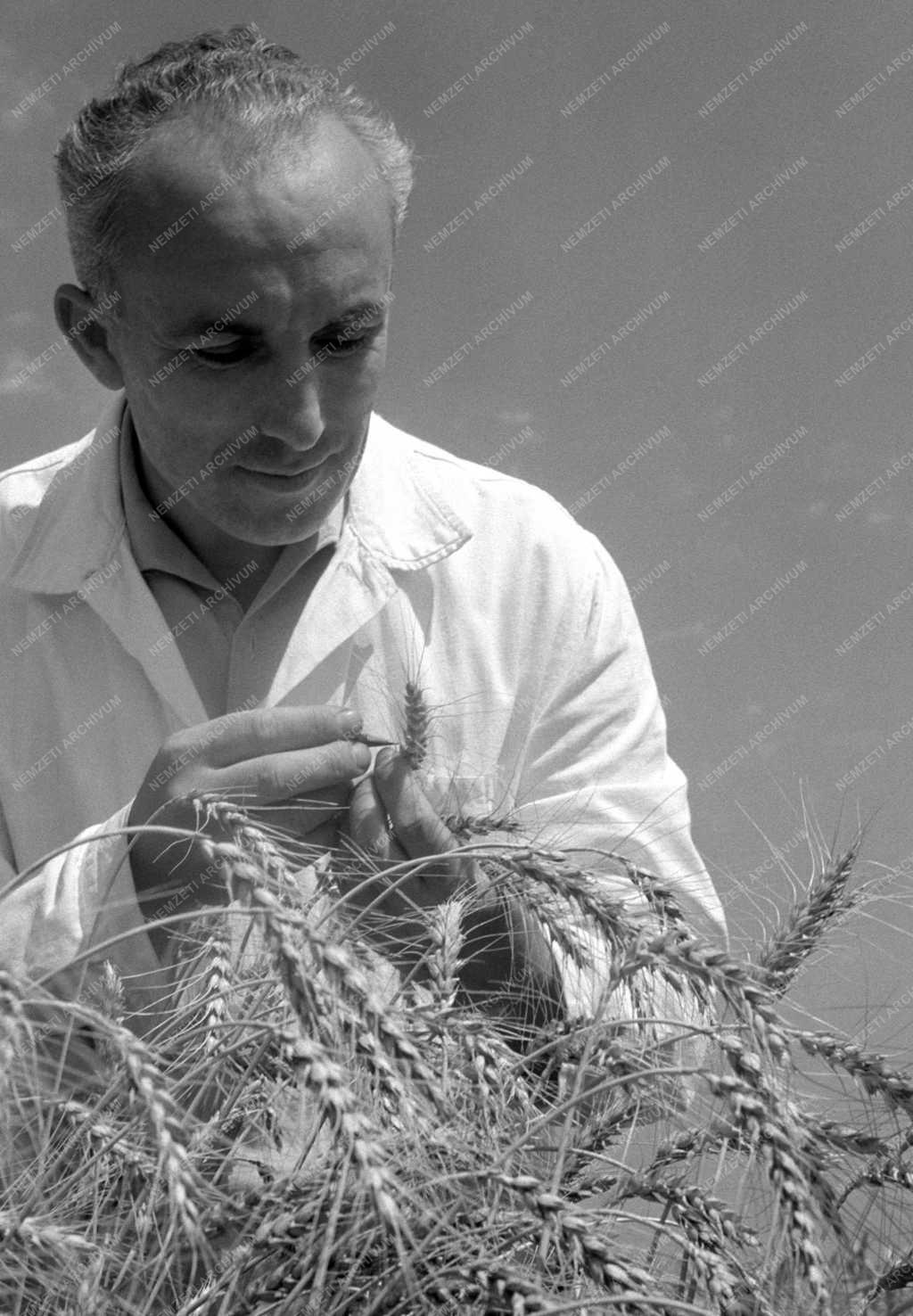 Mezőgazdaság - Tudomány - Tápiószelei Agrobotanikai Intézet