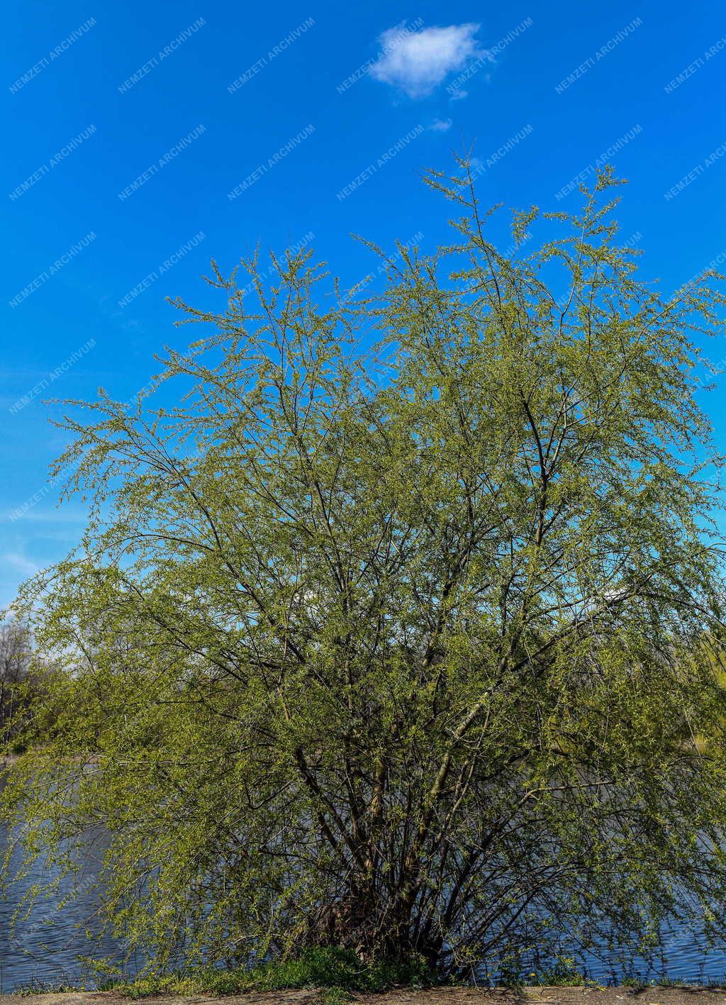 Tájkép - Vekeri-tó