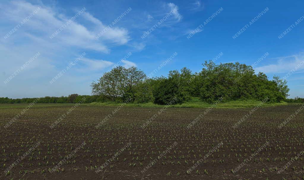 Mezőgazdaság - Szántóföldi növények Hajdúszovátnál