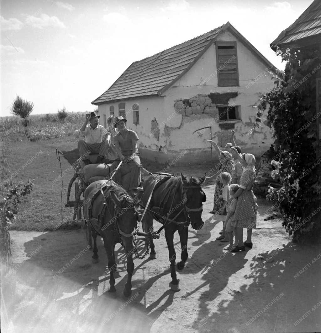 Mezőgazdaság - Termelőszövetkezet - Kerekharaszti gazda