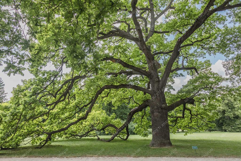 Természet - Dég - Kocsányos tölgy 