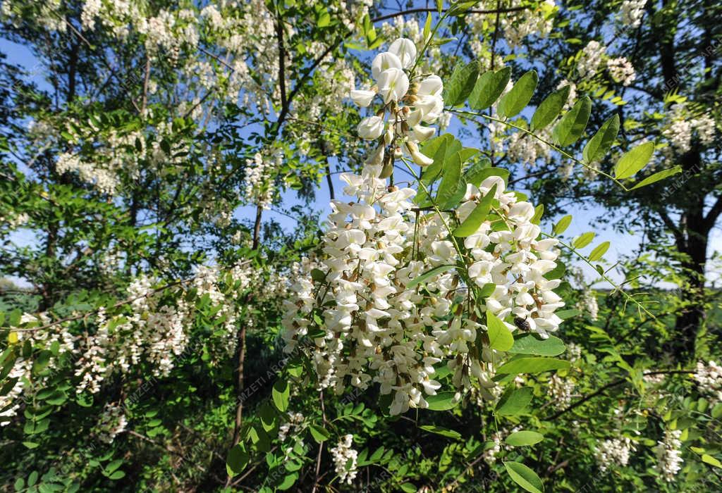 Természet - Földes - Akácfa virágzás 