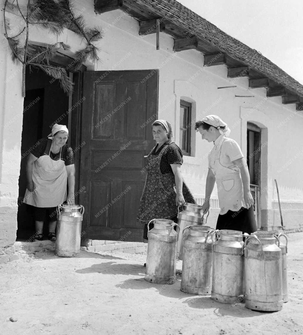 Élelmiszeripar - Tej- és sajtfeldolgozó