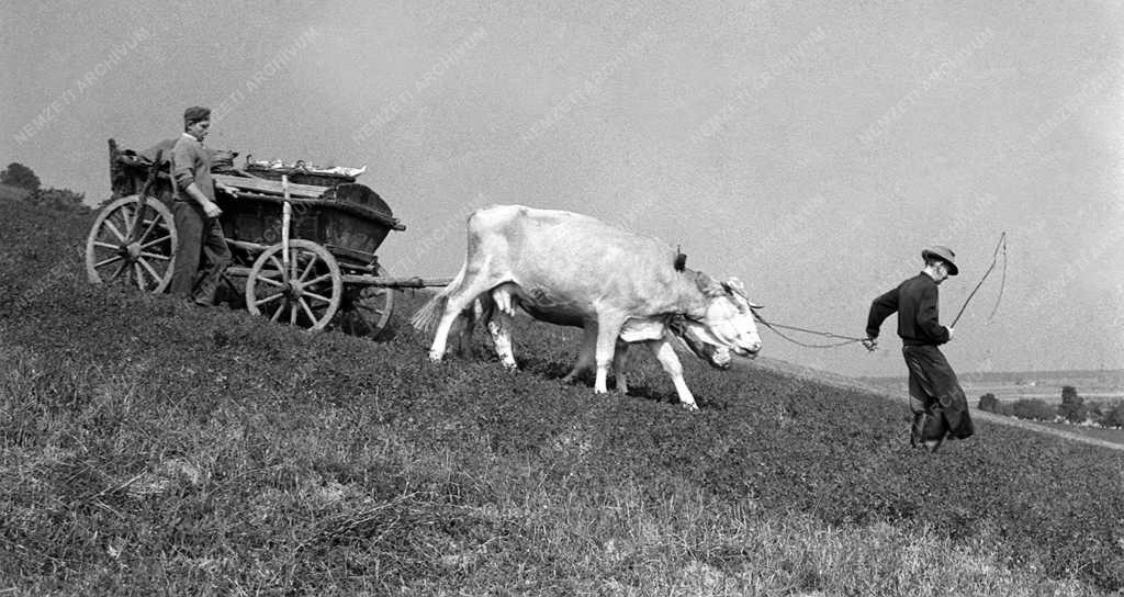 Göcseji  tárgyak, tájak, emberek