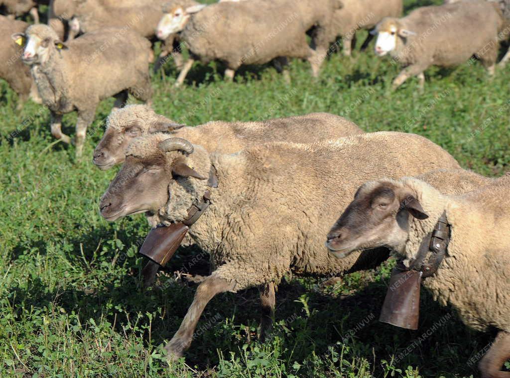 Állattenyésztés - Hortobágy - Őszi legeltetés 