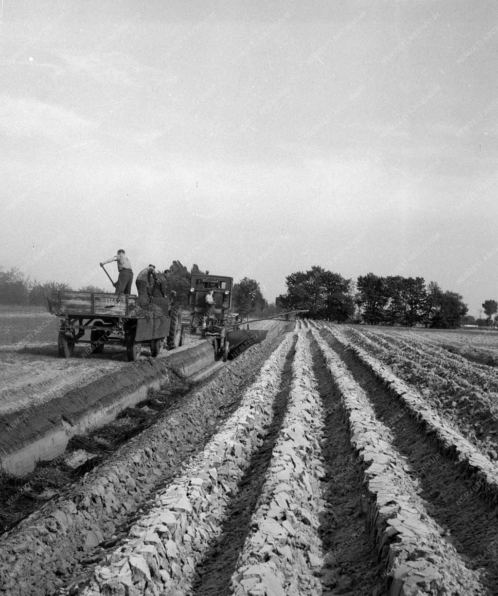 Gazdaság - Mezőgazdaság - Szalmalapátolás