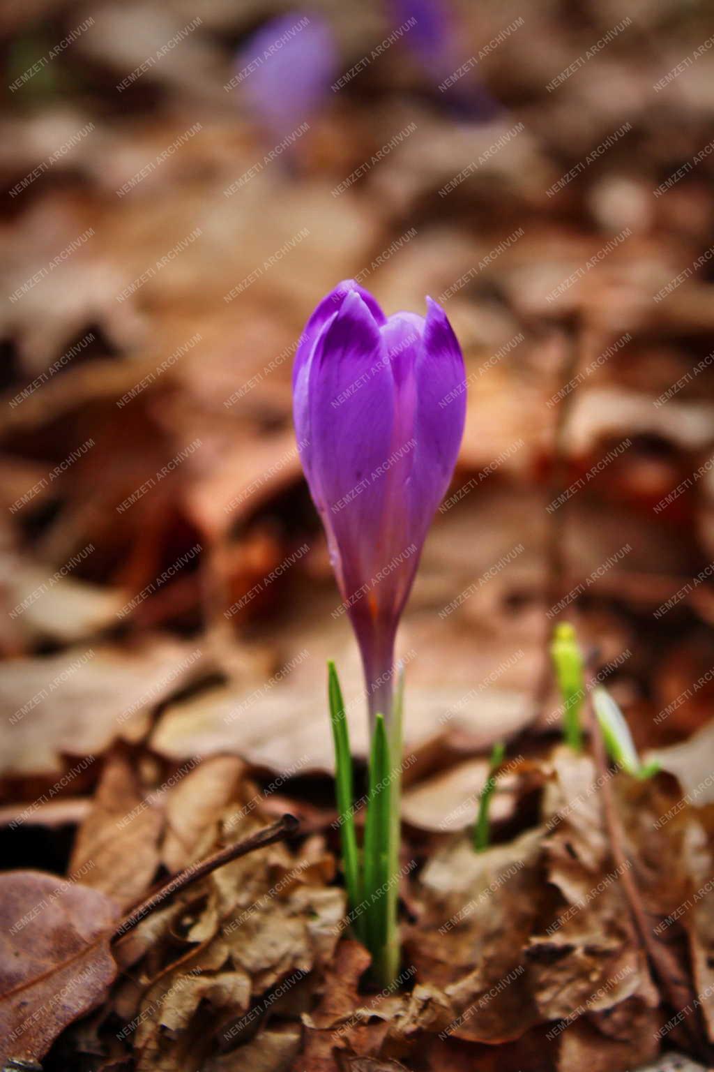 Természet - Kup - Halvány sáfrány