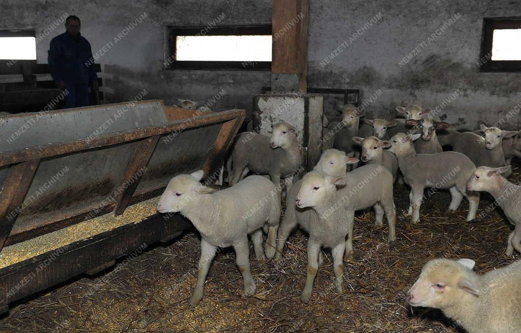 Állattenyésztés - Hortobágy - Születnek a húsvéti bárányok