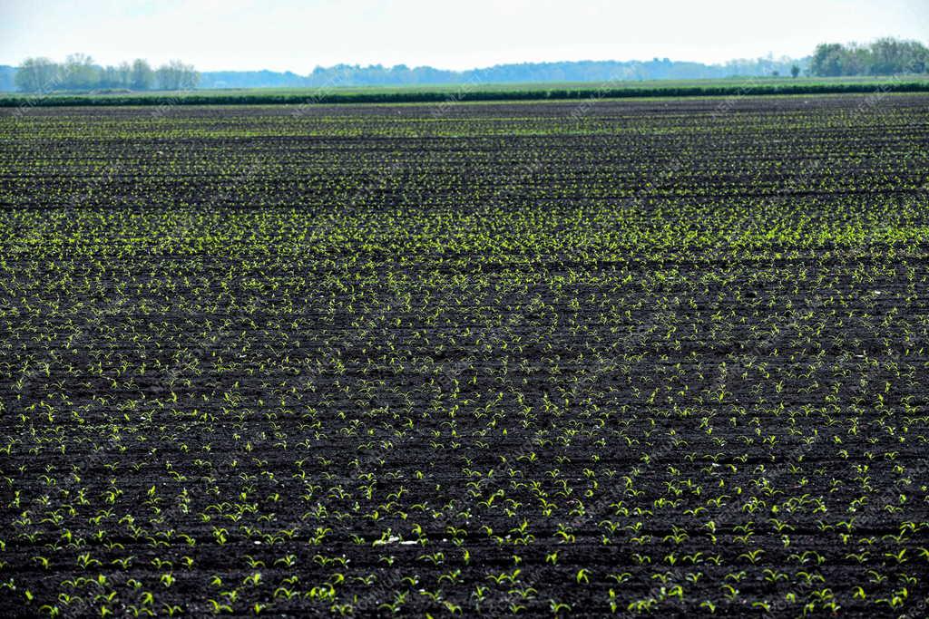 Mezőgazdaság - Szántóföldi növények Hajdúszovátnál