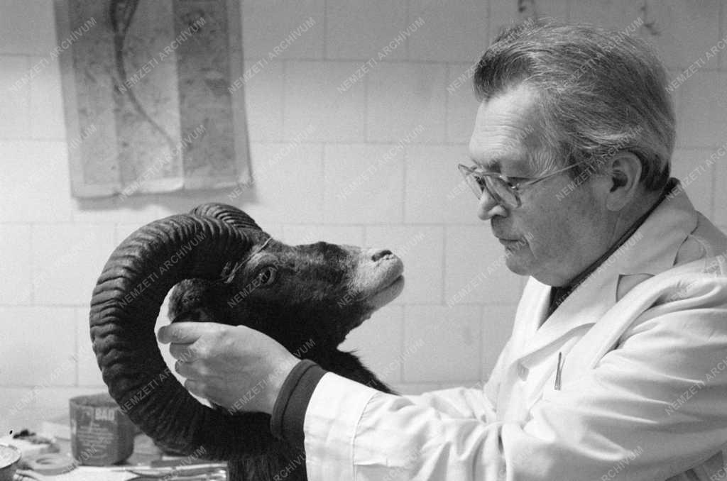 Tudomány - Természet - A preparátor műhely
