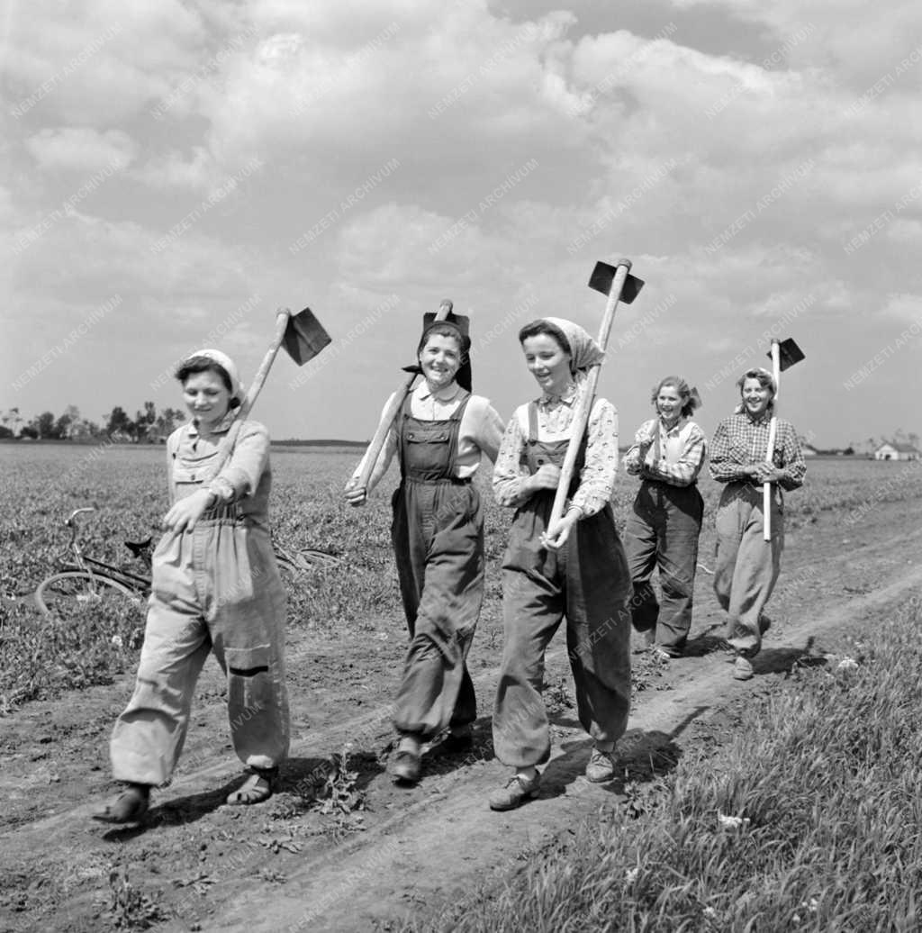 Mezőgazdaság - DISZ-es munkacsapat