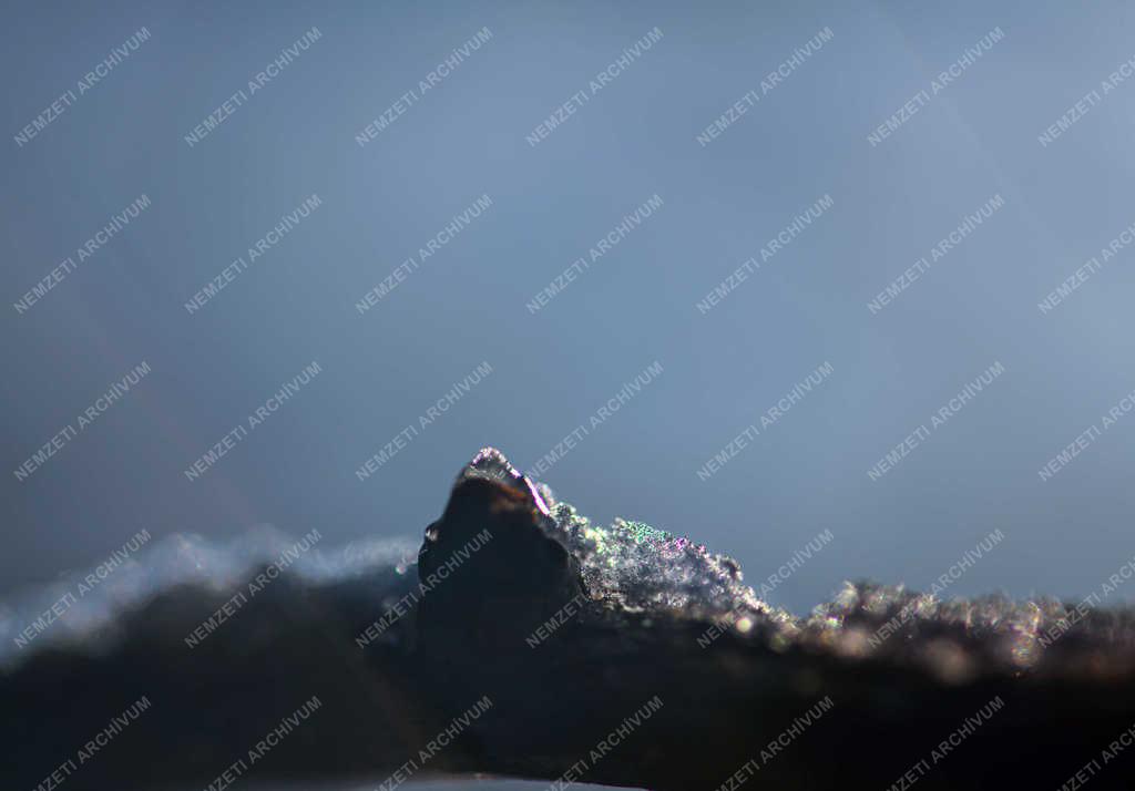 Természet - Debrecen - Telelő növények és fák 