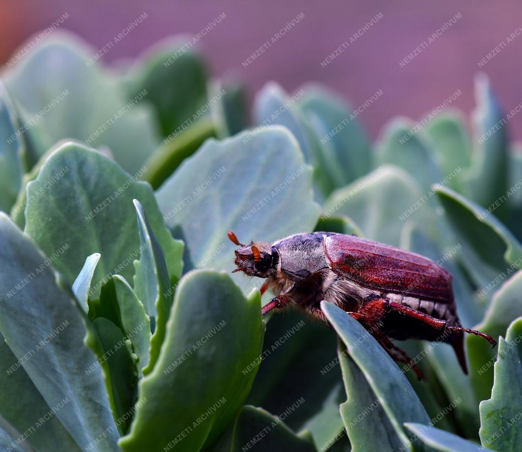 Természet - Májusi cserebogár