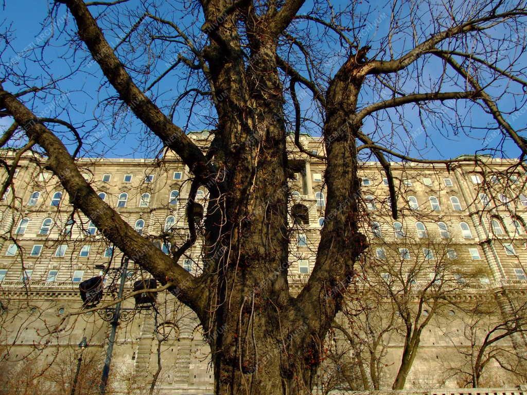 Budapest - Természet - Öreg gesztenyefa