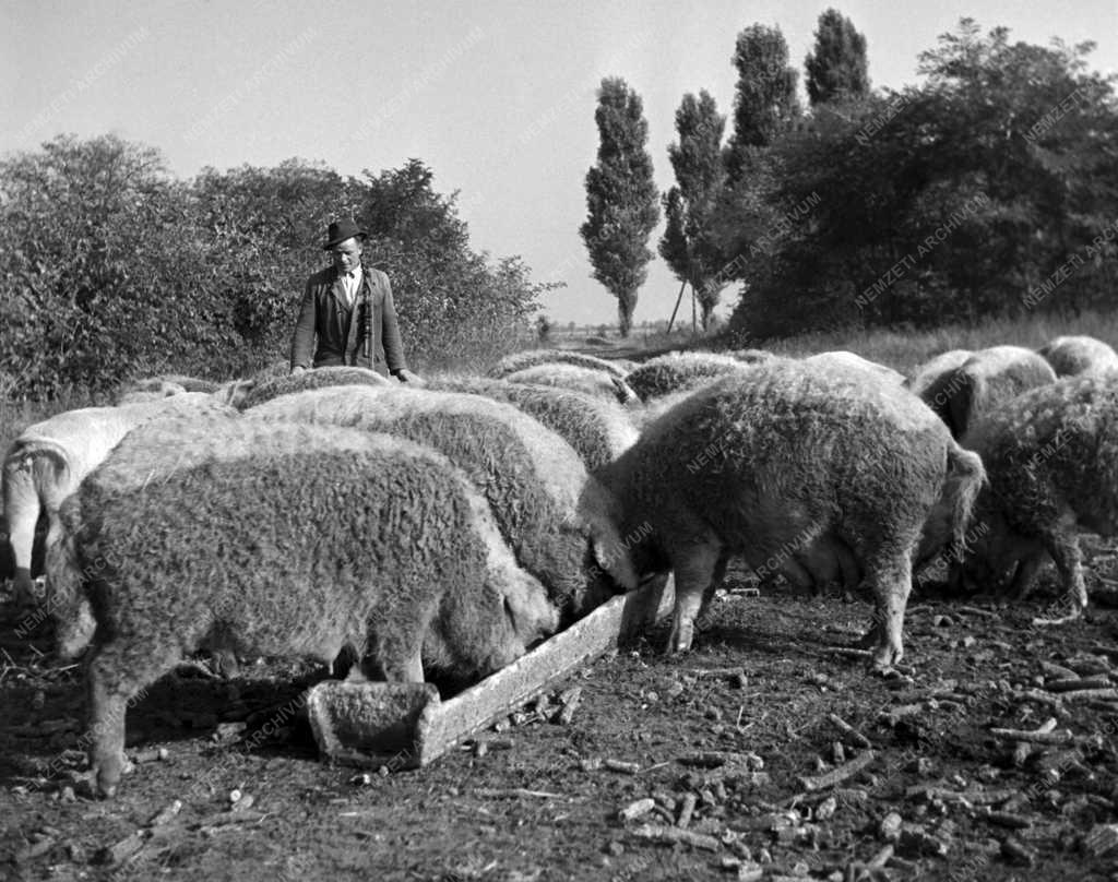 Mezőgazdaság - Állattartás - Mangalica etetés
