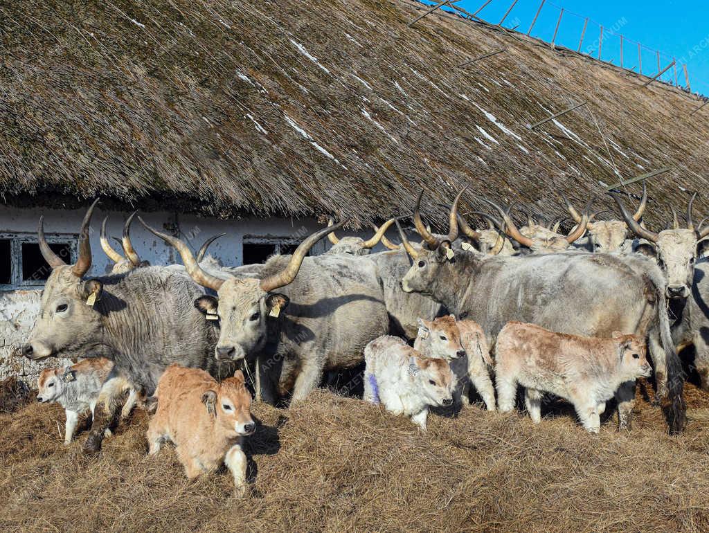 Állattartás - Hortobágy - Születnek a magyar szürkemarha borjak 