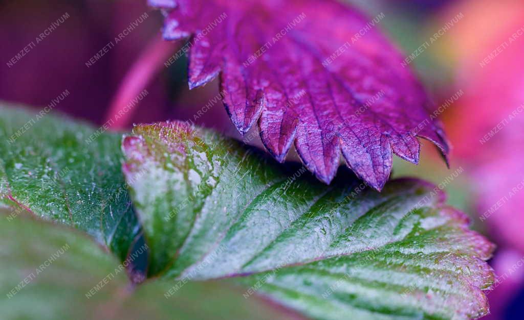 Természet - Színes őszi növénylevél