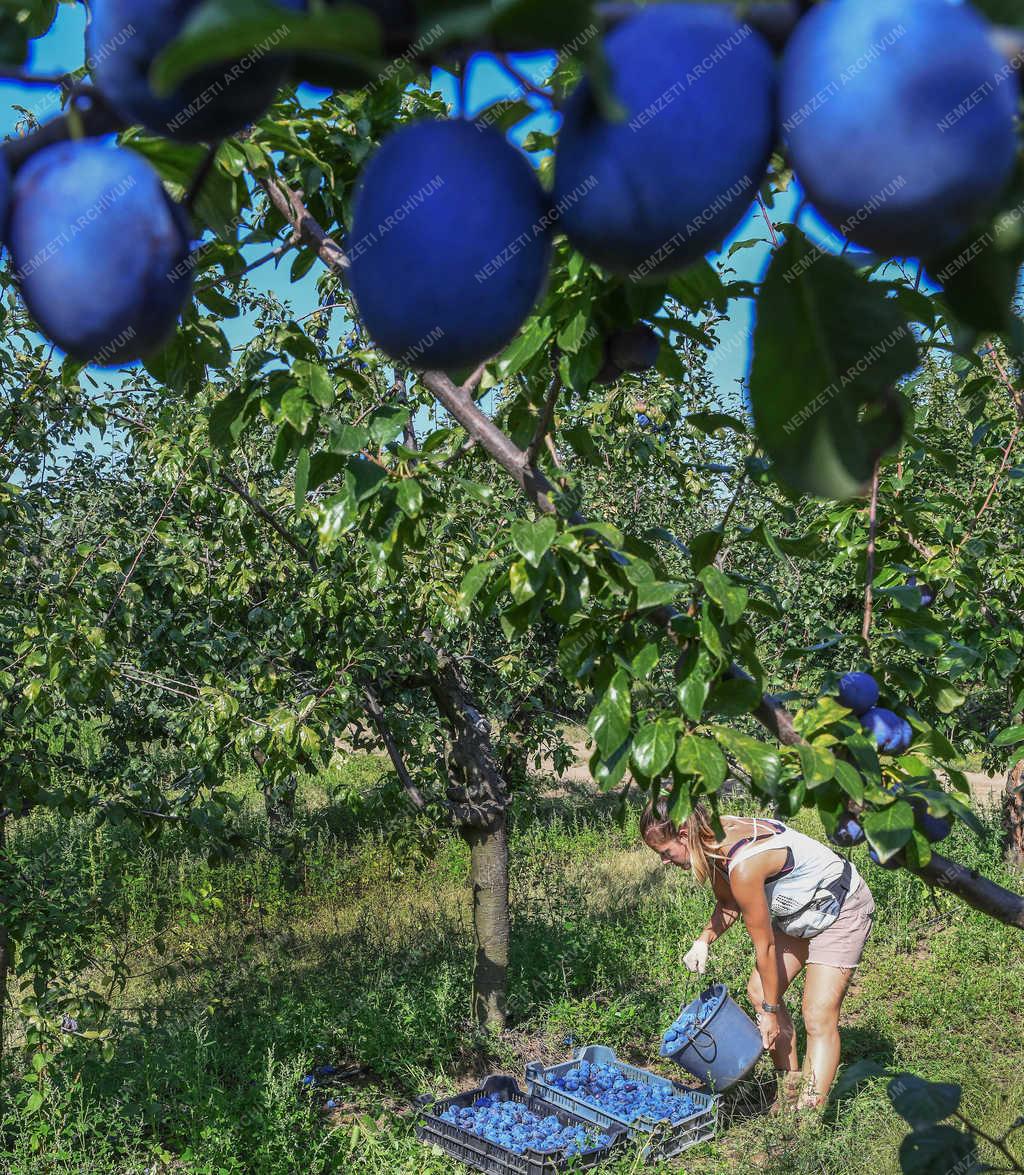Gyümölcstermesztés - Debrecen - Szilva szüret