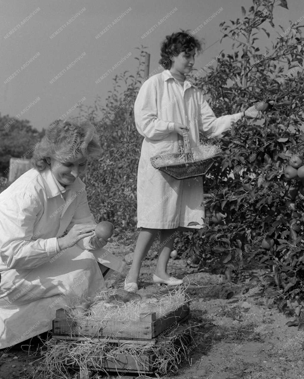 Mezőgazdaság - Fertődi Növénynemesítési és Növénytermesztési Kutató Intézet