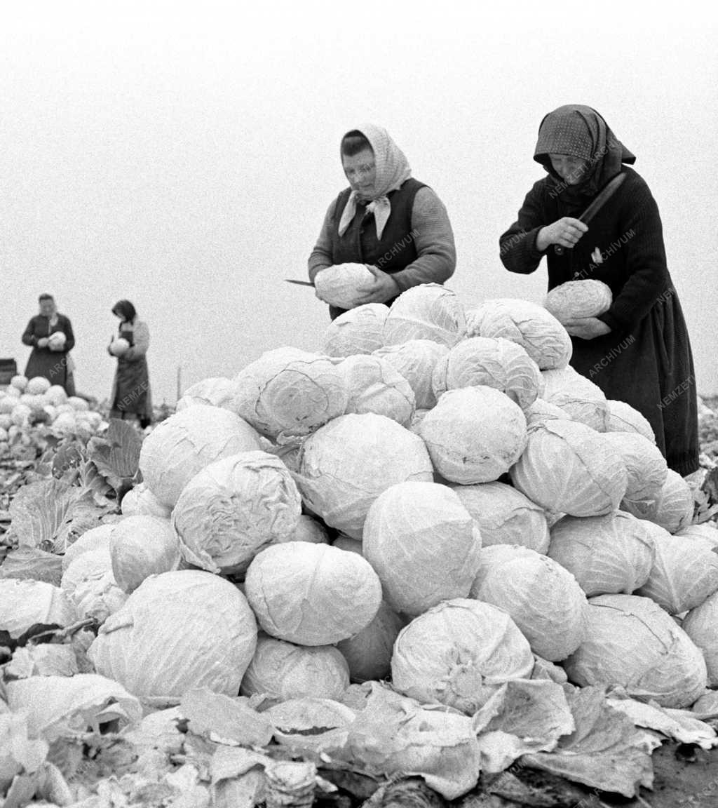 Mezőgazdaság - Savanyúság a kiskunlacházi Új Barázda Tsz-ből
