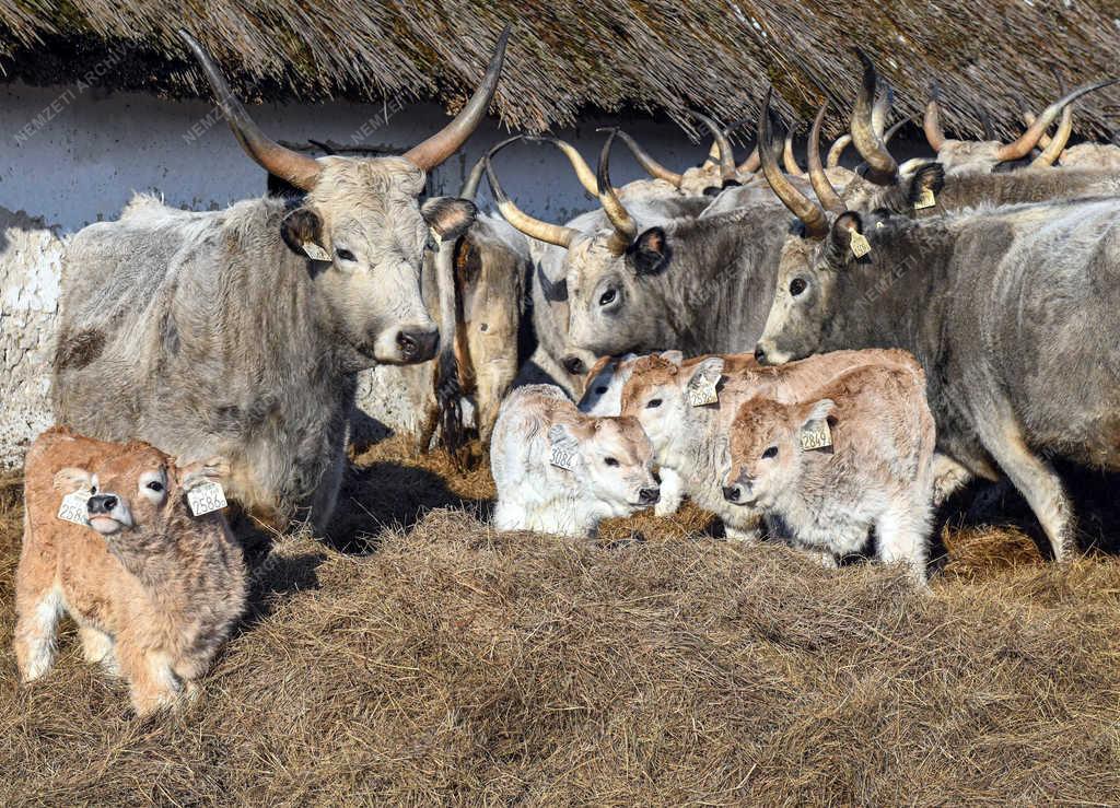 Állattartás - Hortobágy - Születnek a magyar szürkemarha borjak 