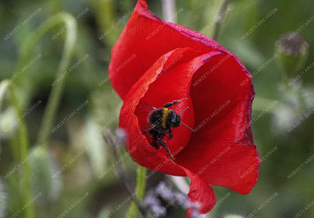 Természet - Méhlegelő - Pipacs