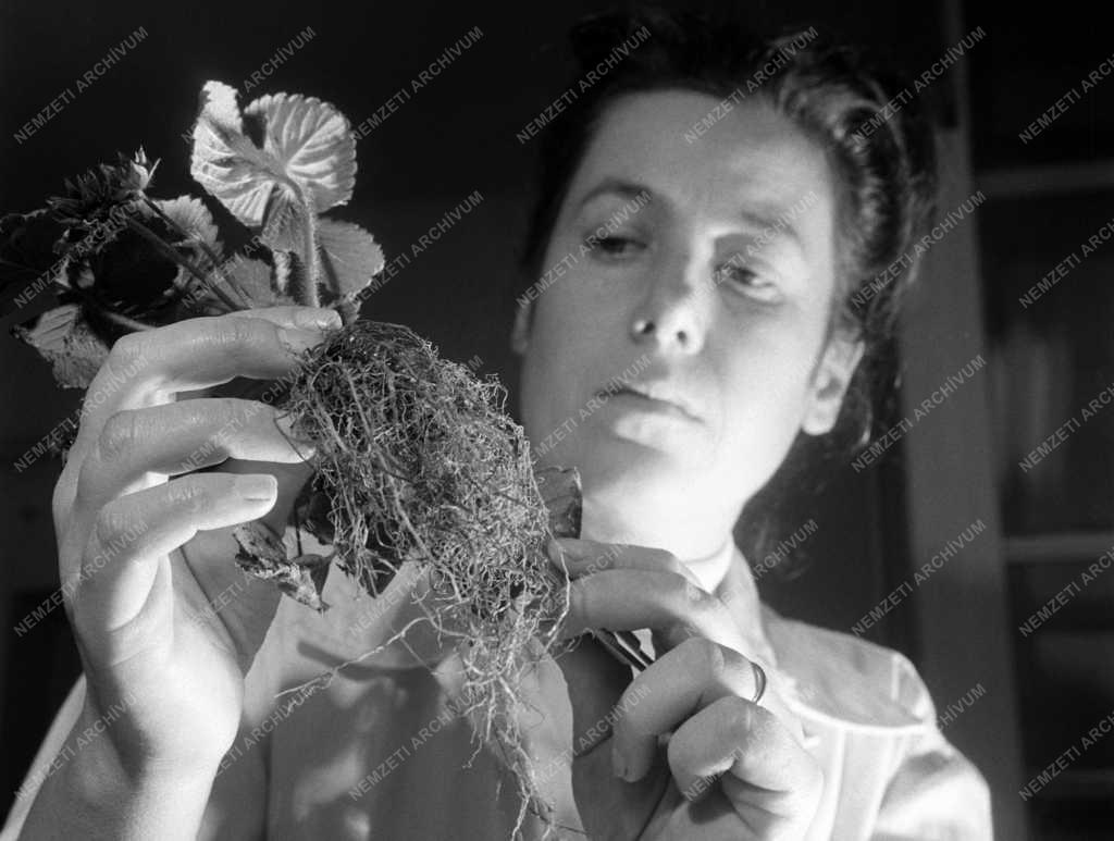 Mezőgazdaság - A Növényvédelmi Kutató Intézet kísérleti telepe