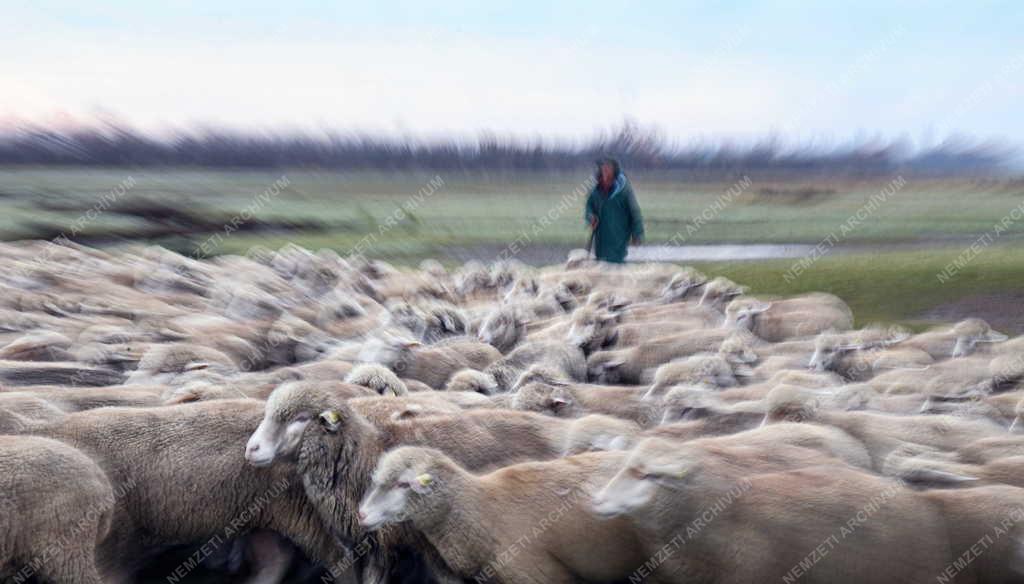 Mezőgazdaság - Őszi legeltetés a Hortobágyon