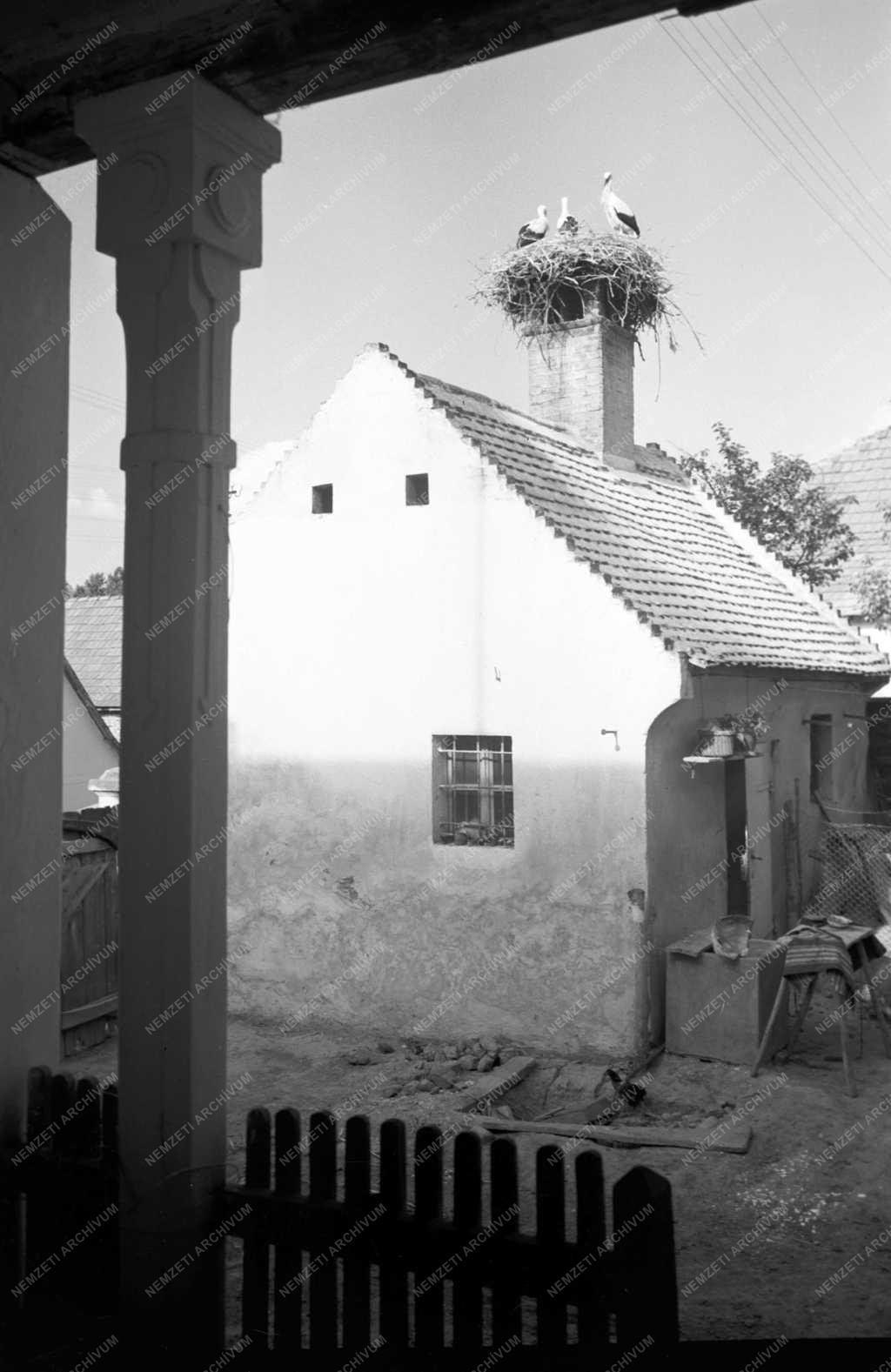 Állatvilág - Gólya