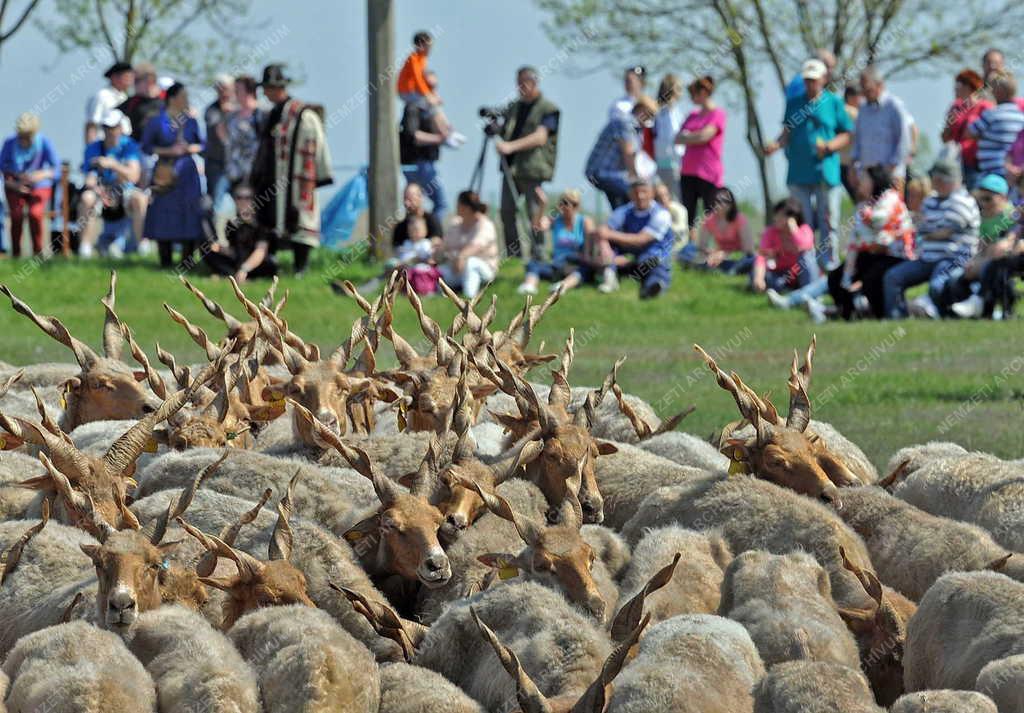 Idegenforgalom - Hortobágy - Megkezdődött a turistaszezon 