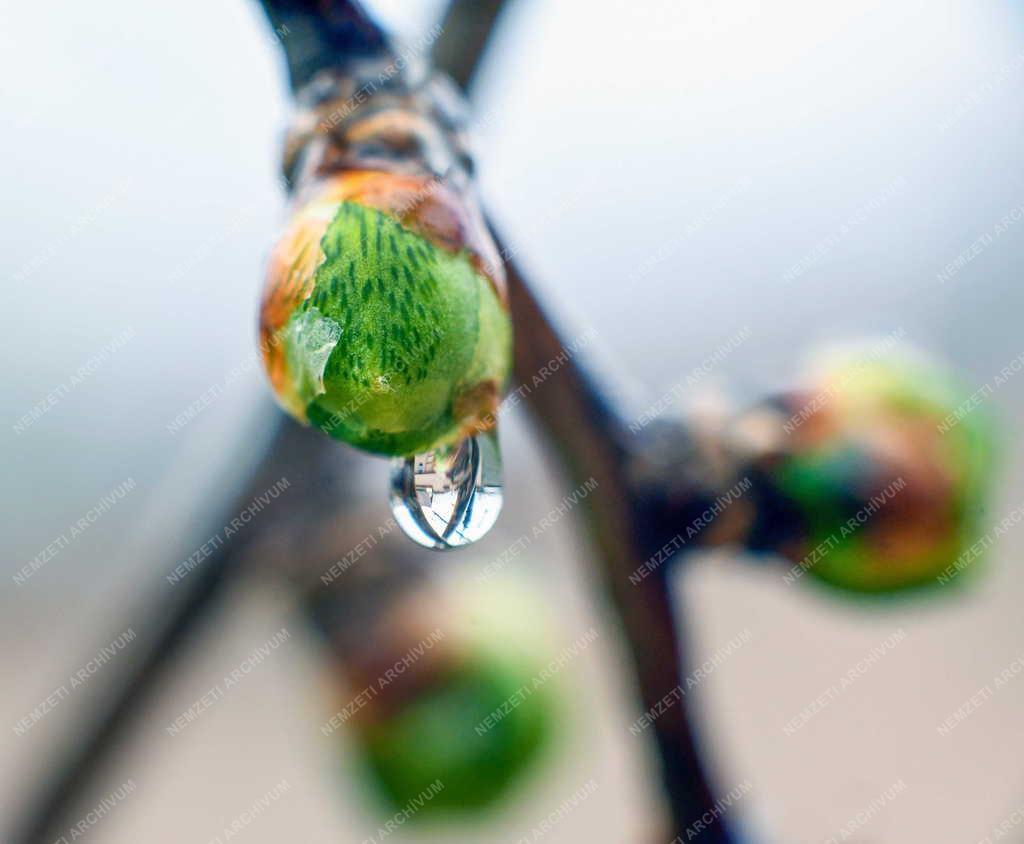 Időjárás - Természet - Tavaszi eső cseppje a növény rügyén