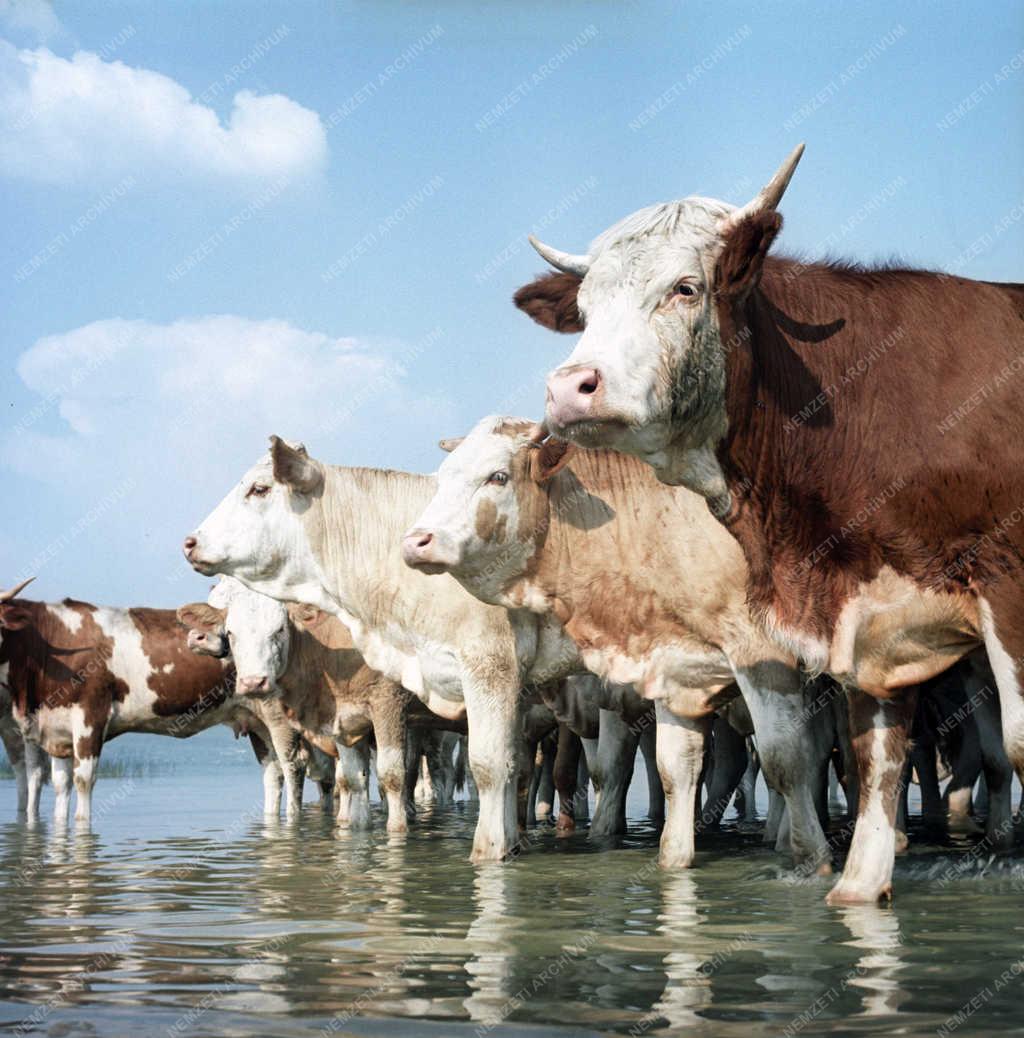 Mezőgazdság - A Keszthelyi Agrártudományi Főiskola kísérleti gazdasága