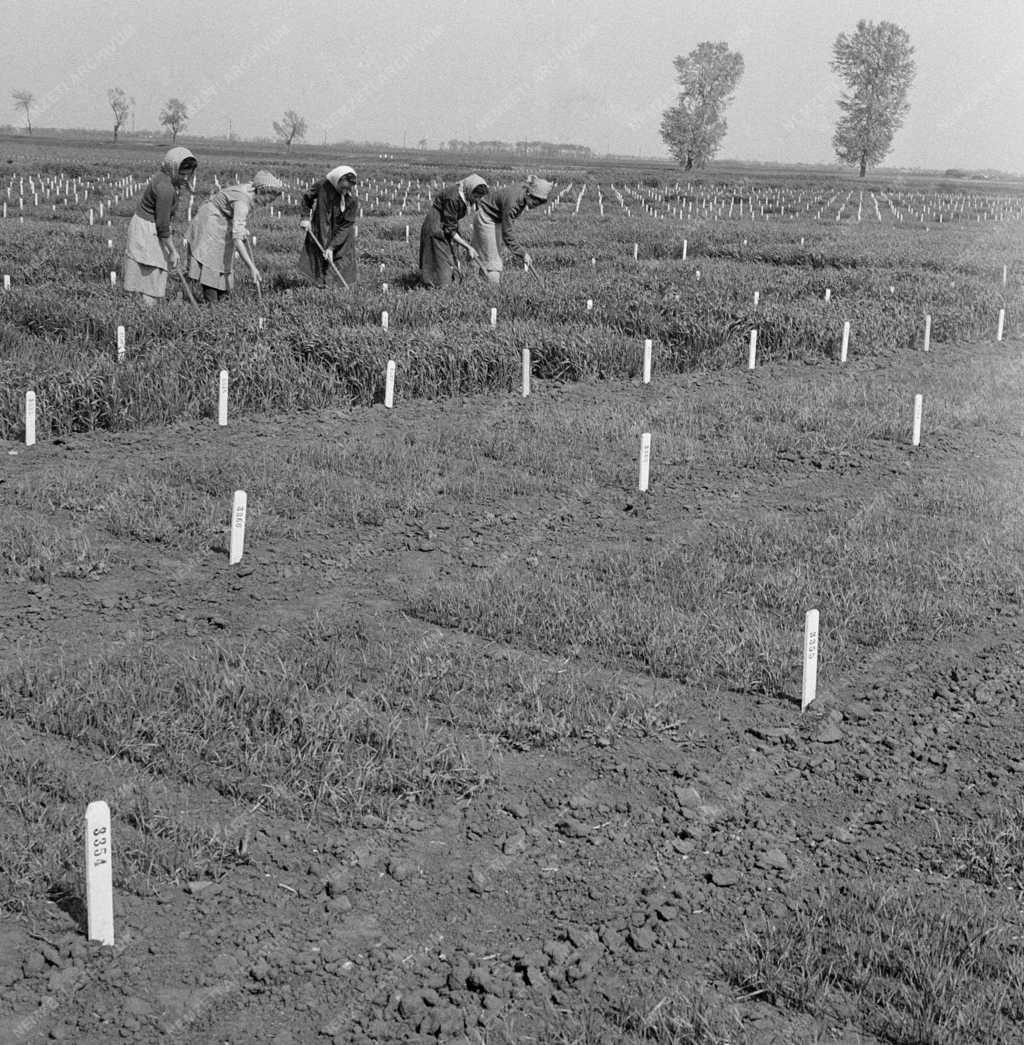 Mezőgazdaság - Agrobotanikai Intézet 