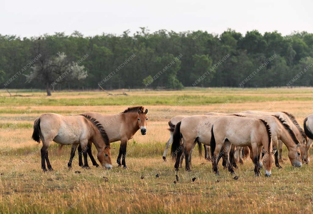 Mezőgazdaság - Állatvédelem - Przewalski-lovak a Hortobágyon