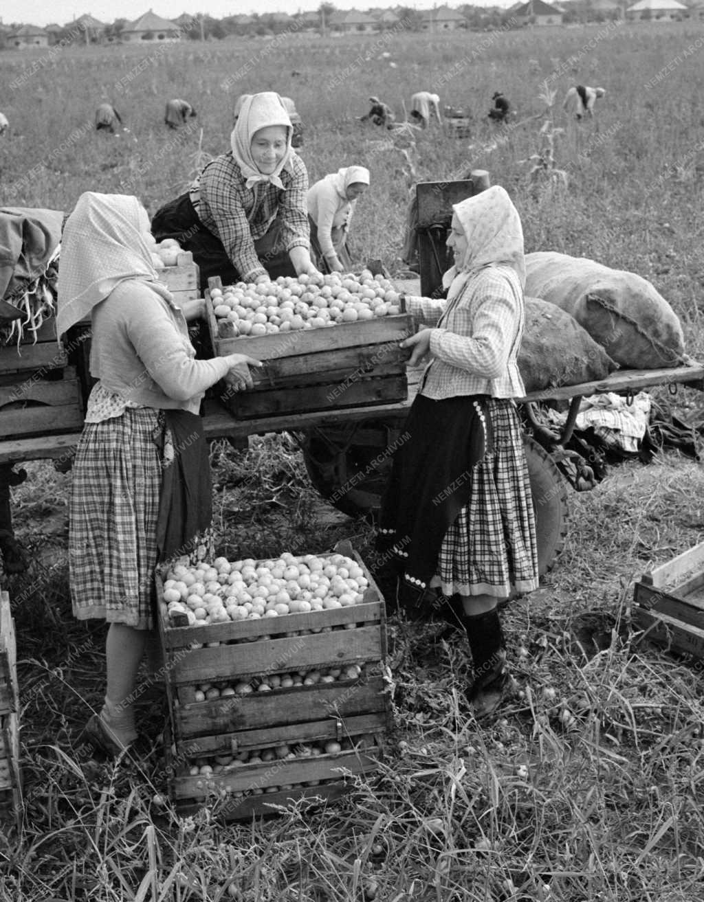 Mezőgazdaság - Őszi munkák a Haladás Termelőszövetkezetben