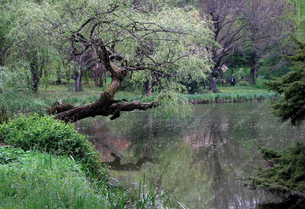 Természet - Vácrátót - Tavasz az arborétumban