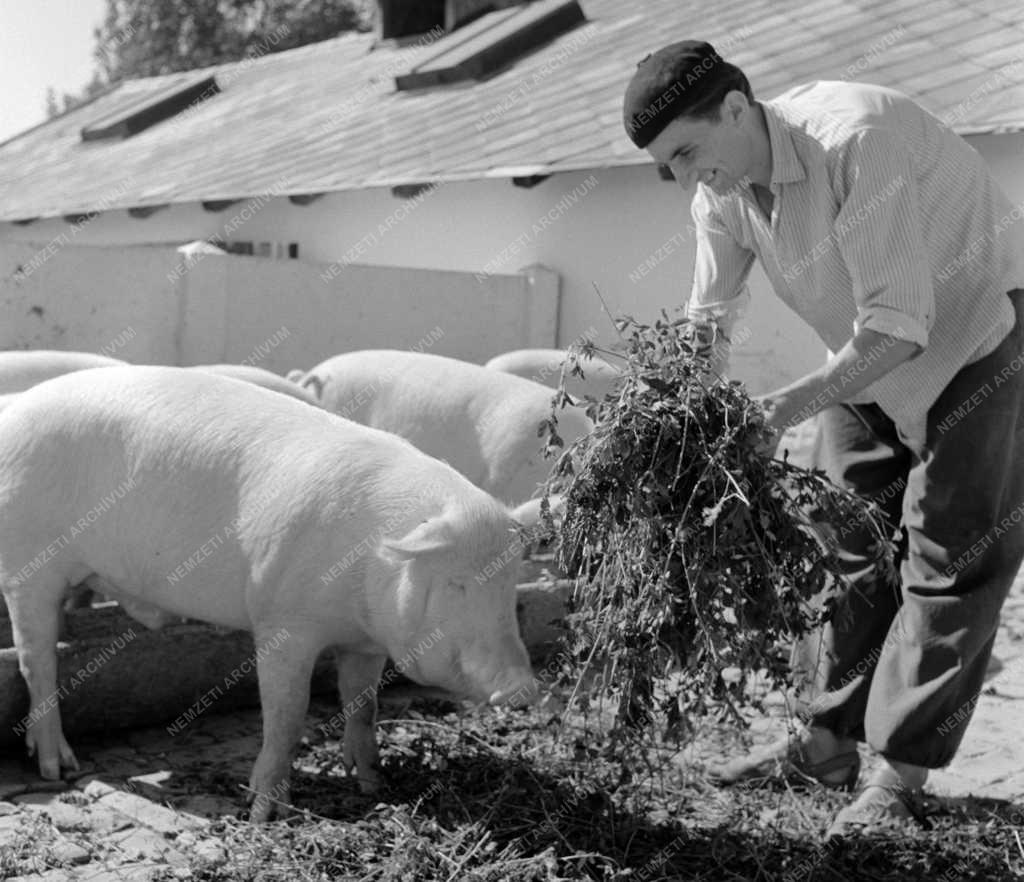 Mezőgazdaság - Állattartás a Nagybereki Állami Gazdaságban