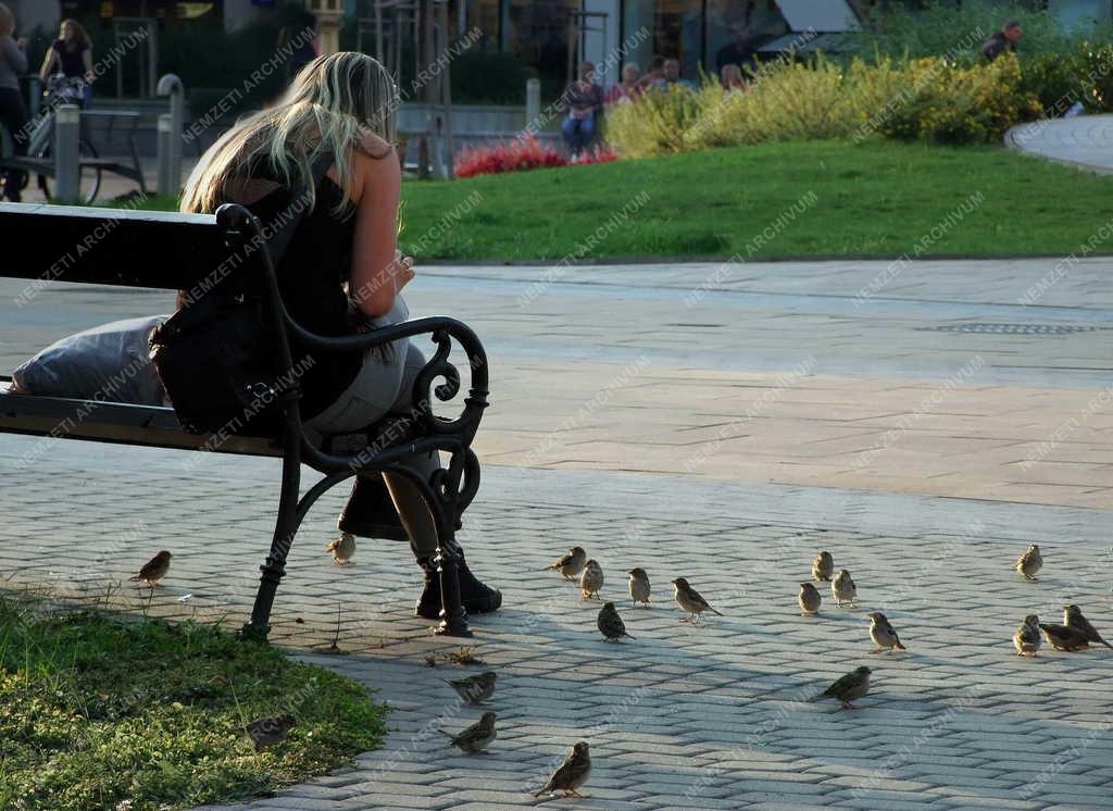 Életkép - Siófok - Házi verebek a Fő téren