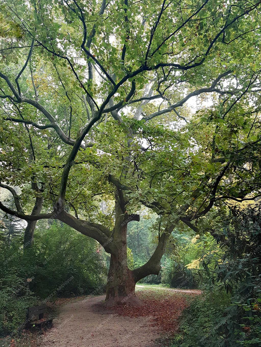 Természet - Alcsútdoboz - Az arborétum öreg platánja