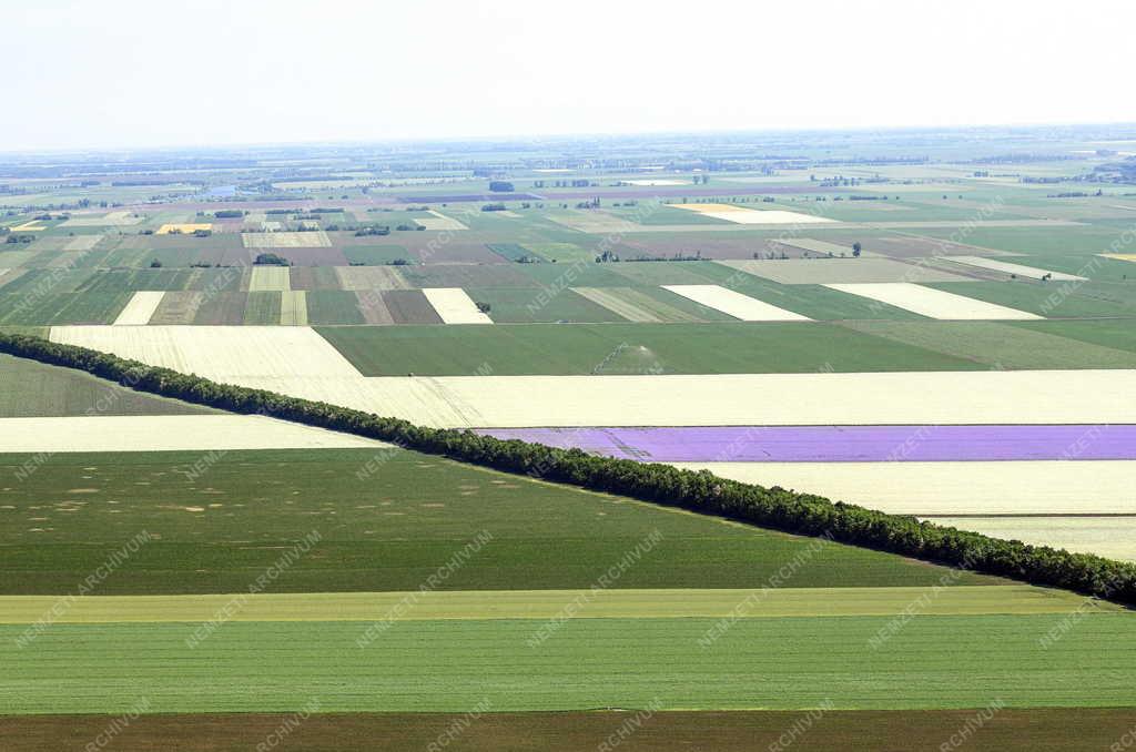 Mezőgazdaság - Virágzik a mézontófű Hajdúszoboszlónál