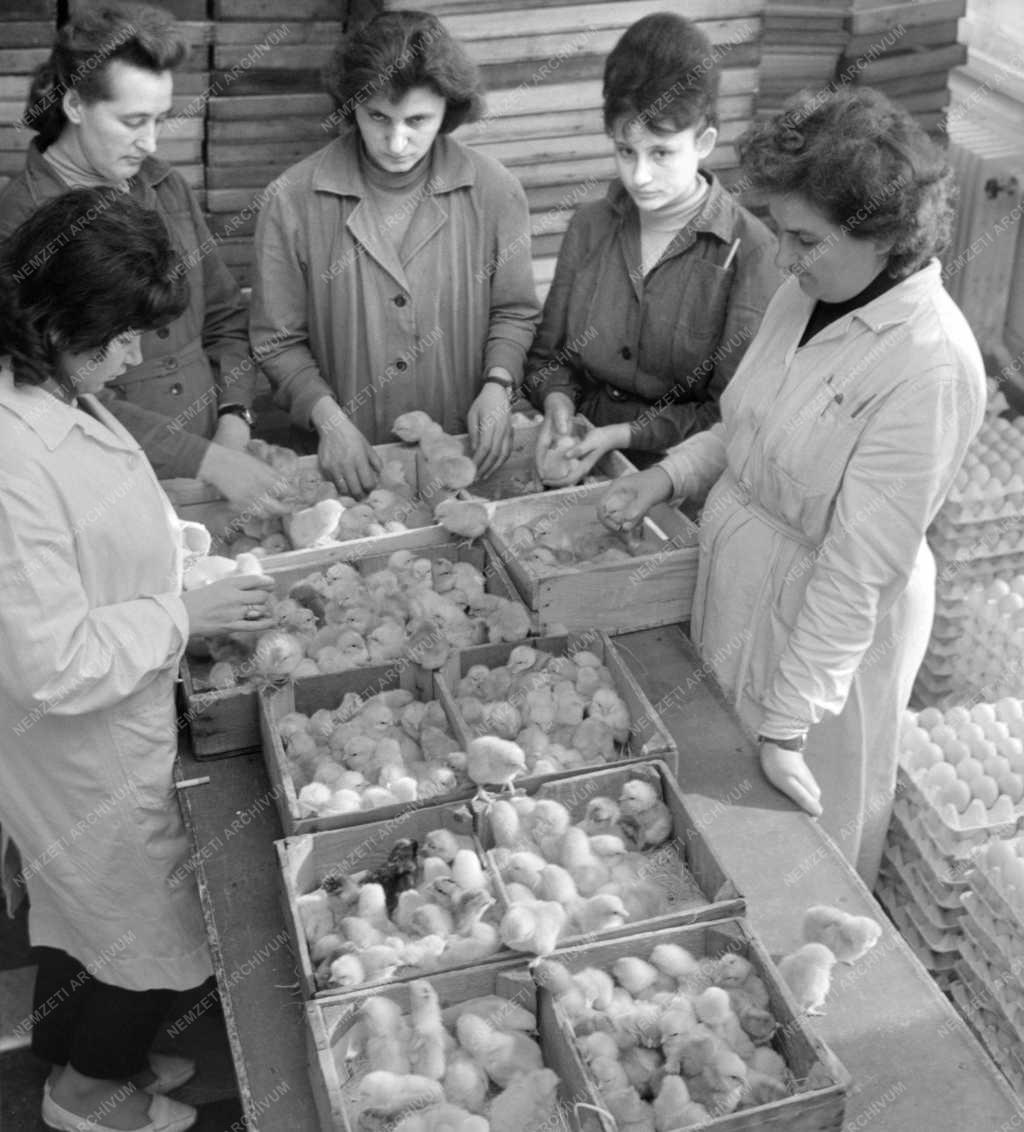 Mezőgazdaság - Székesfehérvári Baromfikeltető Állomás