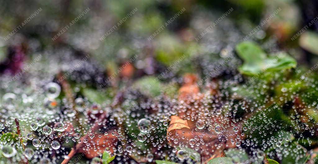 Természet - Őszi hangulat